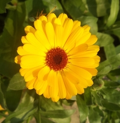 Calendula officinalis