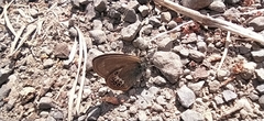 Coenonympha hero
