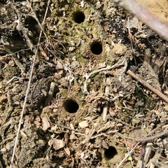 Cicindela campestris