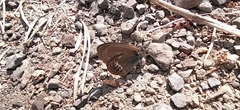 Coenonympha hero