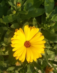 Calendula officinalis