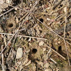Cicindela campestris