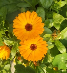 Calendula officinalis