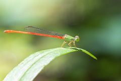 Ceriagrion corallinum