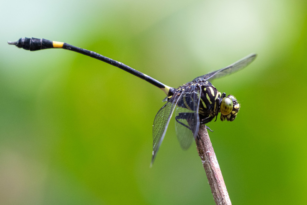 Western Fingertail