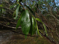 Salix acutifolia