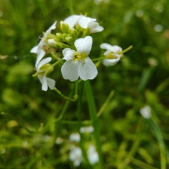 Arabidopsis halleri