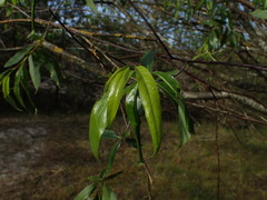 Salix acutifolia