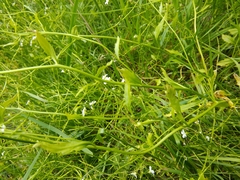 Arabidopsis halleri