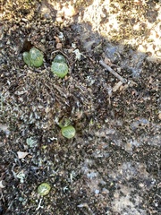 Bulbine mesembryanthemoides