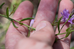 Coopernookia barbata