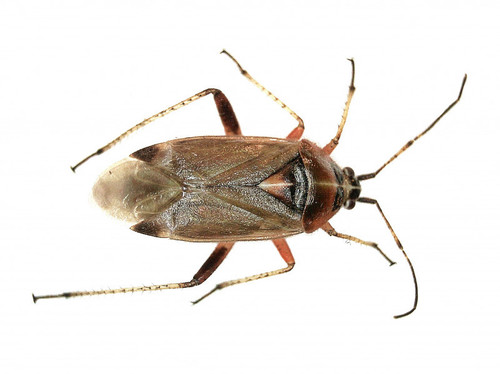handsome plant bug