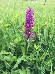 Dactylorhiza majalis