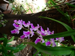 Aerides maculosa
