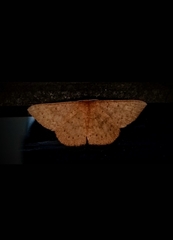 Cyclophora obstataria