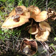Inocybe dulcamara