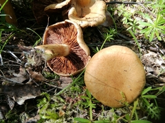 Inocybe dulcamara