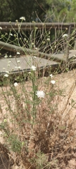 Pycnocomon rutifolium