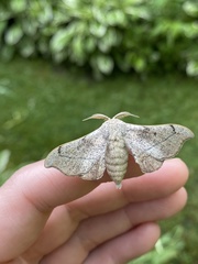 Cicinnus melsheimeri