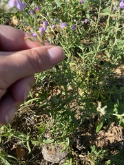 Chaenostoma caeruleum