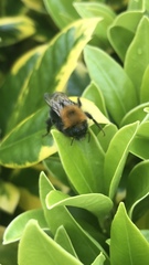 Bombus hypnorum