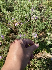 Chaenostoma caeruleum