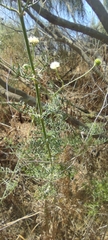 Pycnocomon rutifolium