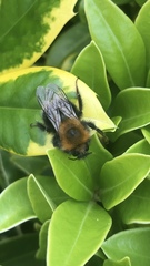Bombus hypnorum