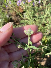 Chaenostoma caeruleum
