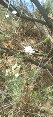 Pycnocomon rutifolium