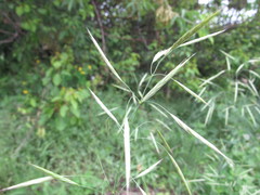Bromus riparius