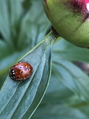 Anatis ocellata