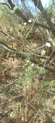 Pycnocomon rutifolium