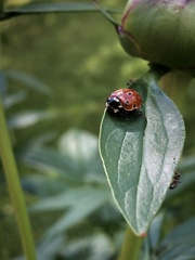 Anatis ocellata