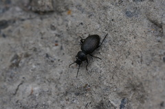 Adelium tenebrioides