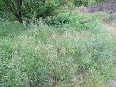 Bromus riparius