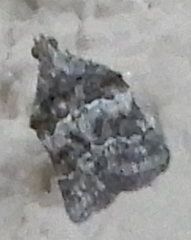 Satole ligniperdalis