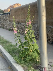 Alcea rosea