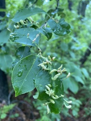 Eriophyes cerasicrumena