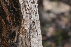 Austroaeschna parvistigma