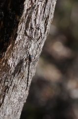 Austroaeschna parvistigma