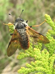 Trichiosoma triangulum