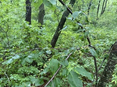 Eriophyes cerasicrumena