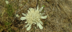 Pycnocomon rutifolium