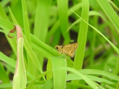 Potanthus pseudomaesa