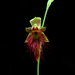 Red Beard Orchid - Photo (c) Boaz Ng, some rights reserved (CC BY-NC)