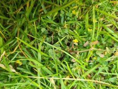 Trifolium dubium