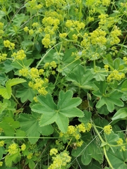 Alchemilla argutiserrata