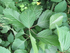 Parthenocissus inserta