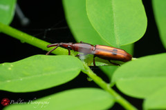 Trachelizini